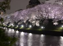 Chiyoda City Sakura Festival