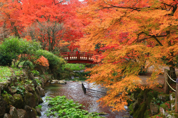 Tokyo Autumn Foliage 2024 Guide 