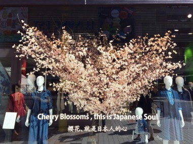 Cherry Blossom in Shinjuku