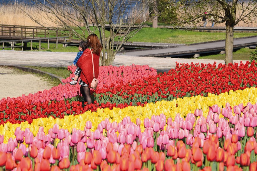 Tulip garden