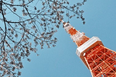 Tokyo Tower Sakura