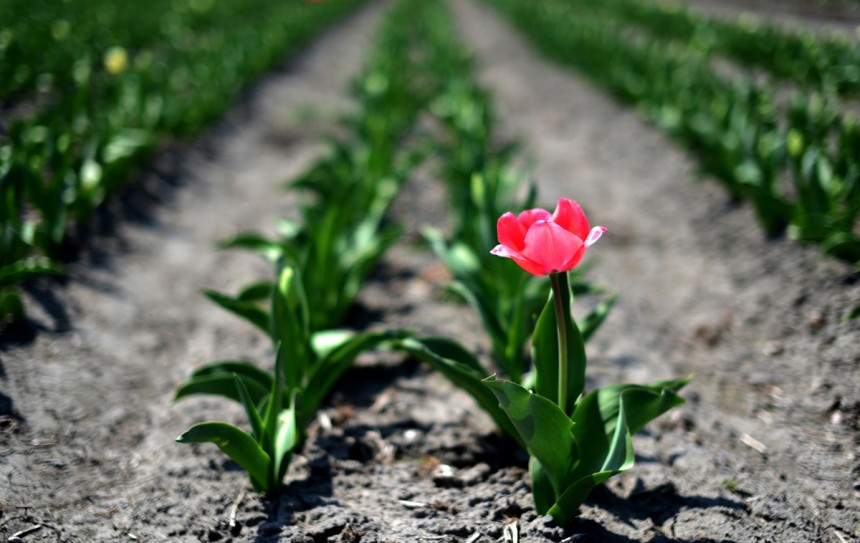 A Blooming Tulip in Tama River