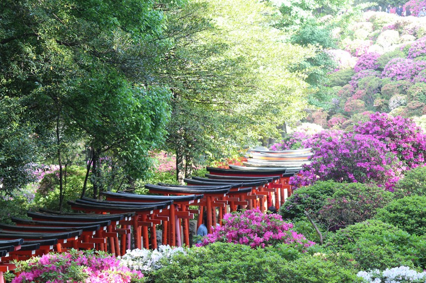 Nezu Shrine Azaleas