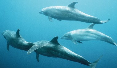 Fukushima Kids Dolphin Camp