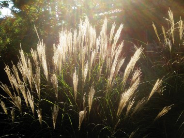 Susuki Grass in Nerima