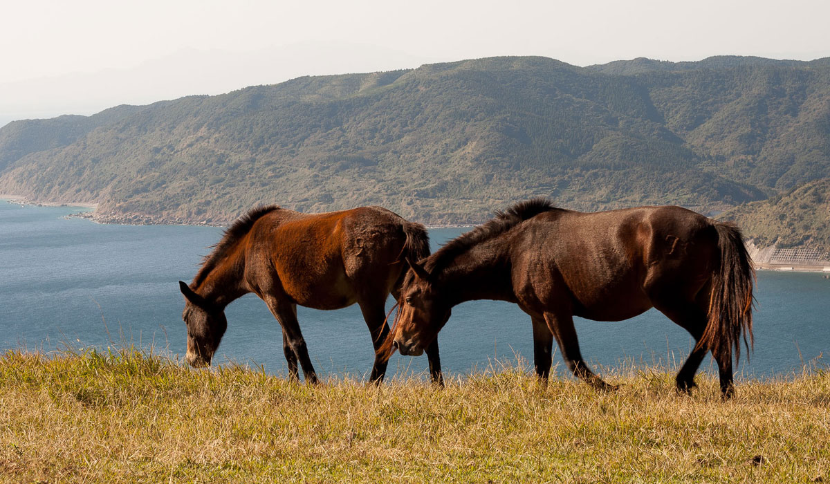 The Wild Horses of Cape Toi