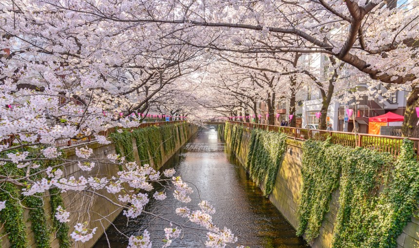 Stop! Hanami Time