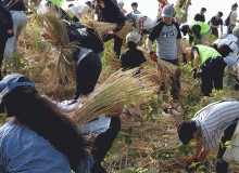 Volunteering in Japan - Metropolis Japan