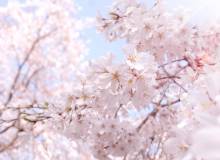 Cherry Blossom Fever: Japanese Recipes