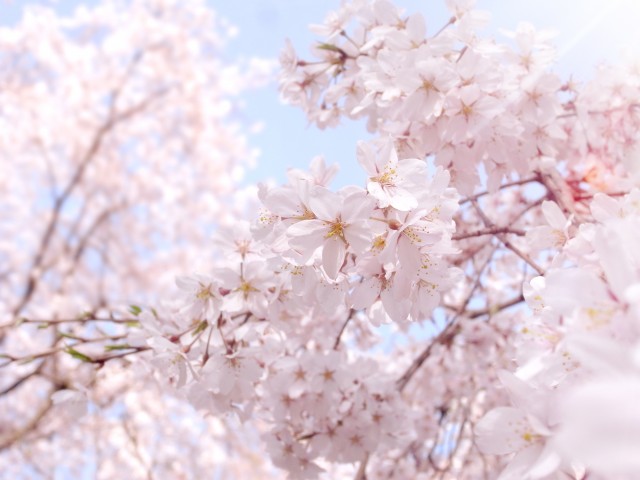 Cherry Blossom Fever