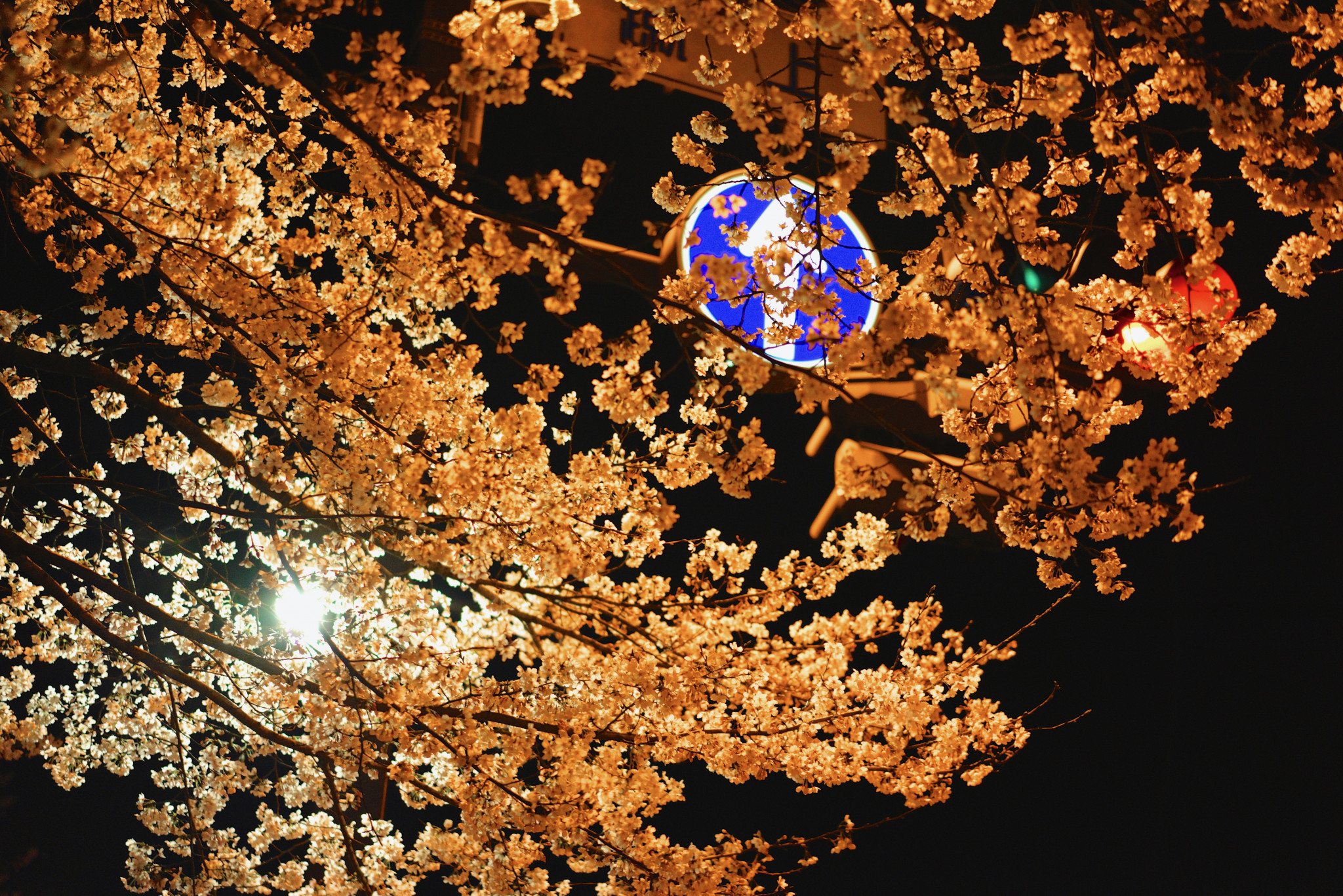 How To Do a Hanami Picnic | Metropolis Japan