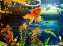 Japanese Goldfish (Kingyo): The Underrated Cousin of the Koi - Metropolis Japan