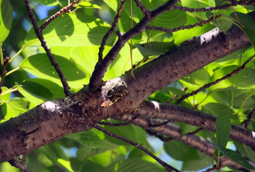 cicada in tree3