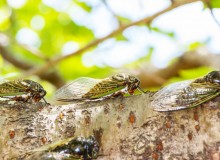 Types of Cicadas in Japan - Metropolis Japan