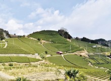Fifty Shades of Green - Metropolis Japan