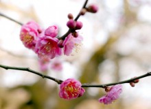 Setagaya Plum Blossom Festival (Ume Matsuri)