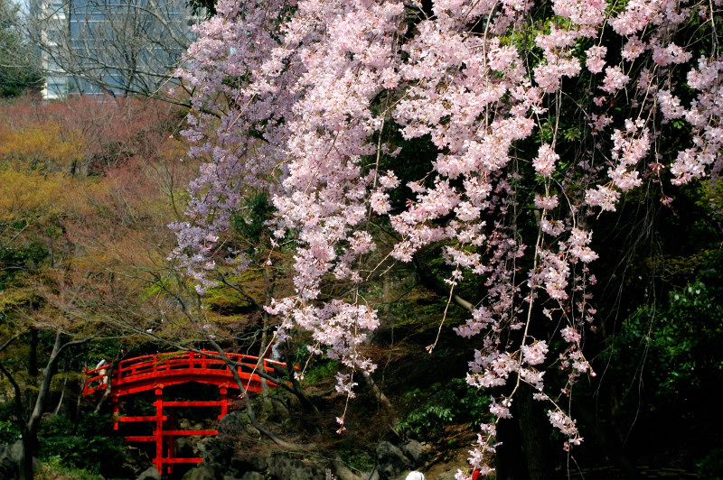 Koshikawa Korakuen Japanese gardens sakura cherry blossoms Tokyo spring