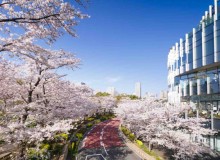 Midtown Blossom 2018 - Metropolis Japan