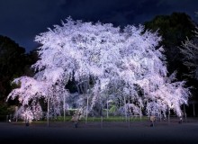 Best Japanese Gardens for Sakura Season - Metropolis Japan