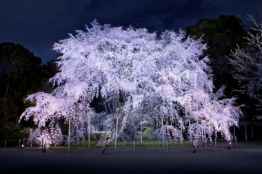 Best Japanese Gardens for Sakura Season