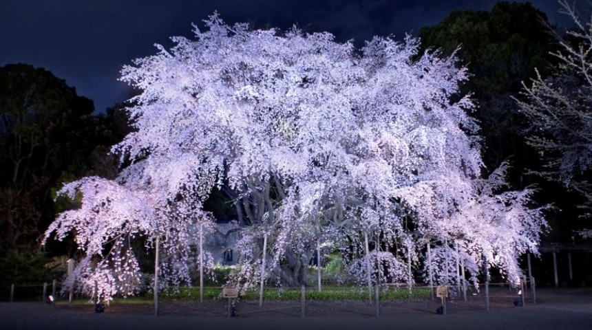 Rikugien Garden Japanese Tokyo Cherry Blossom Sakura Hanami