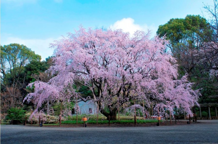 rikugien sakura tree cherry blossom spring Japanese gardens