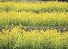 Our Spring Food Guide - Metropolis Japan