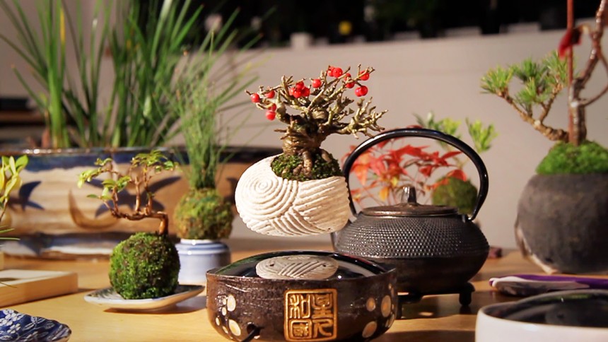 air bonsai kickstarter Hoshinchu Air Bonsai Garden
