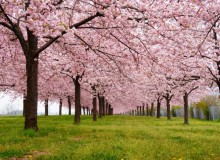 Hanami Hideaway - Metropolis Japan