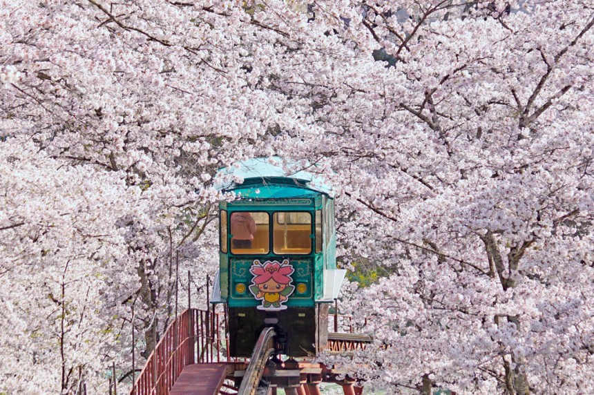 Funaoka Joshi Park Sakura Hanami Spring Japan
