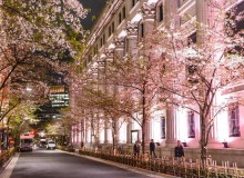 Nihombashi Sakura Festival - Metropolis Japan