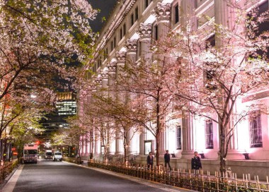 Nihombashi Sakura Festival