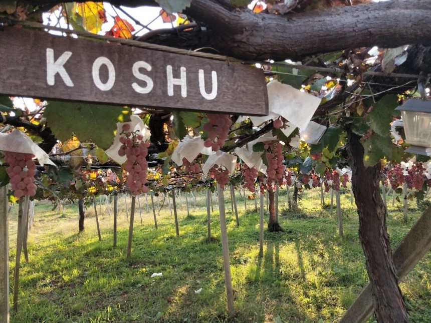 yamanashi wine country japan lumiere koshu grapes orange wine restaurant zelkova