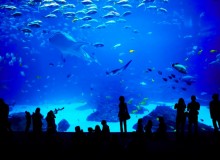 Top 7 Aquariums to Celebrate Sea Day in Japan