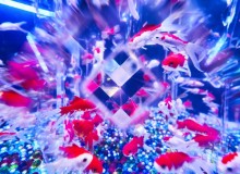 Art Aquarium - Metropolis Japan
