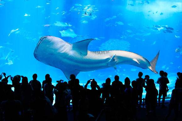 Okinawa, okinawa aquarium, aquarium, Stramash, Sea Day, whale, Okinawa Churaumi Aquarium, Churaumi Aquarium