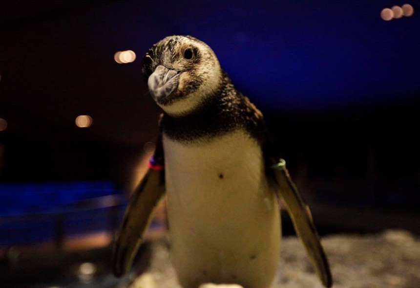 Sumida Aquarium, aquarium, Sumida, Tokyo Skytree, penguin, Sea Day, Solamachi, Tokyo Skytree Solamachi, Skytree