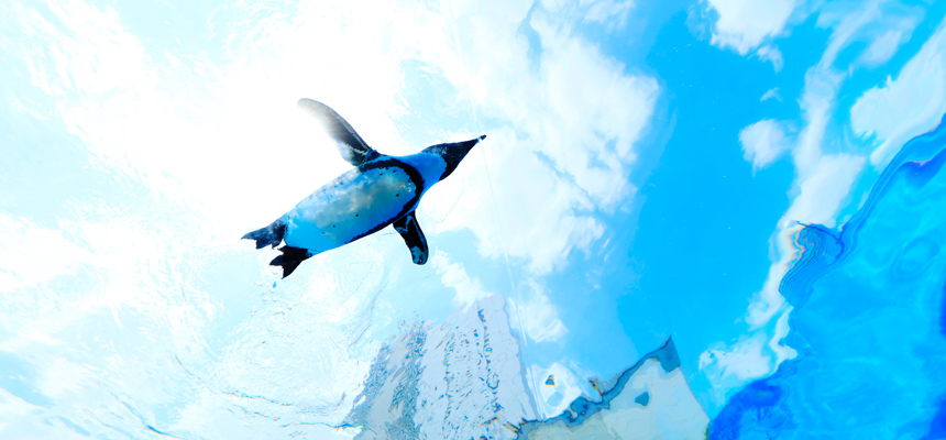 Sunshine Aquarium, aquarium, Stramash, penguin, Sea Day