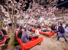Tips for Celebrating Hanami in 2026