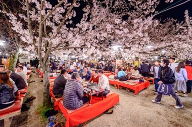 Is Hanami Still Happening in 2020?