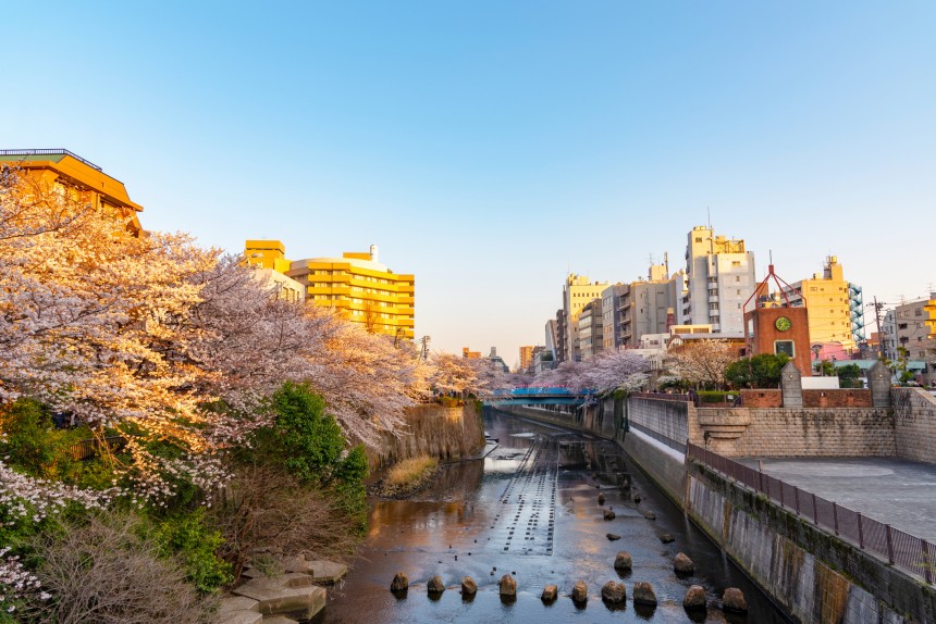 Is Hanami Still Happening in 2020? Coronavirus affects Japan’s favorite spring ritual