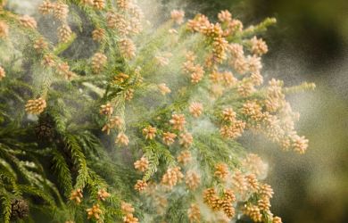 Hay Fever in Japan: Mother Nature’s Revenge