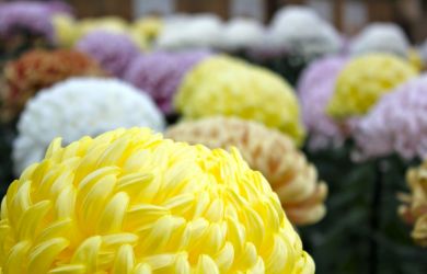 What’s Happening in Tokyo This October? - Metropolis Japan