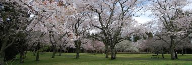 Cherry Blossom Lovin’ at Showa no Mori