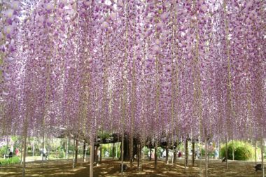 The Great Wisteria Festival 2022