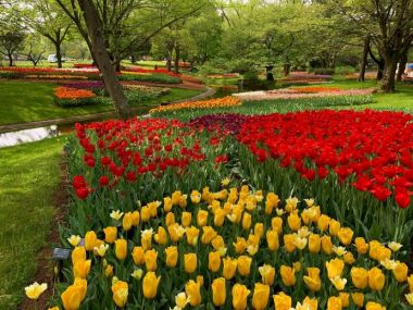 Spring Flowers at Showa Kinen Park