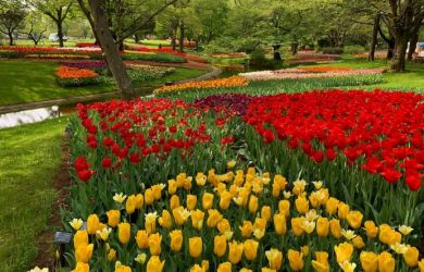 Spring Flowers at Showa Kinen Park