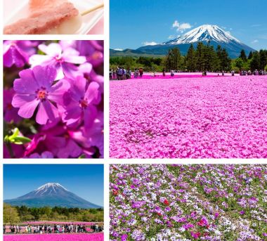 2022 Fuji Shiba-sakura Festival