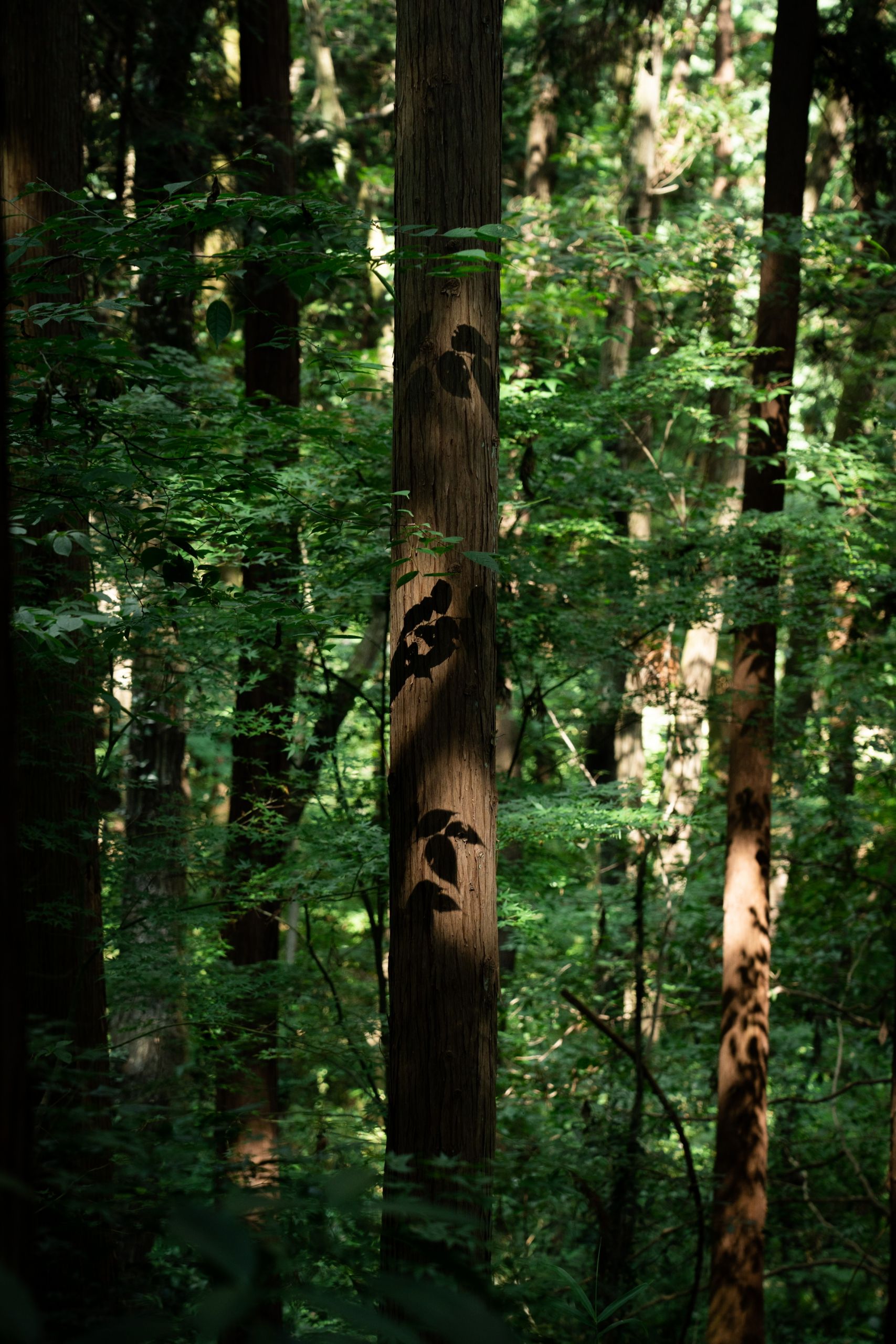 The Beginner's Guide to Forest Bathing | Travel | Metropolis Japan