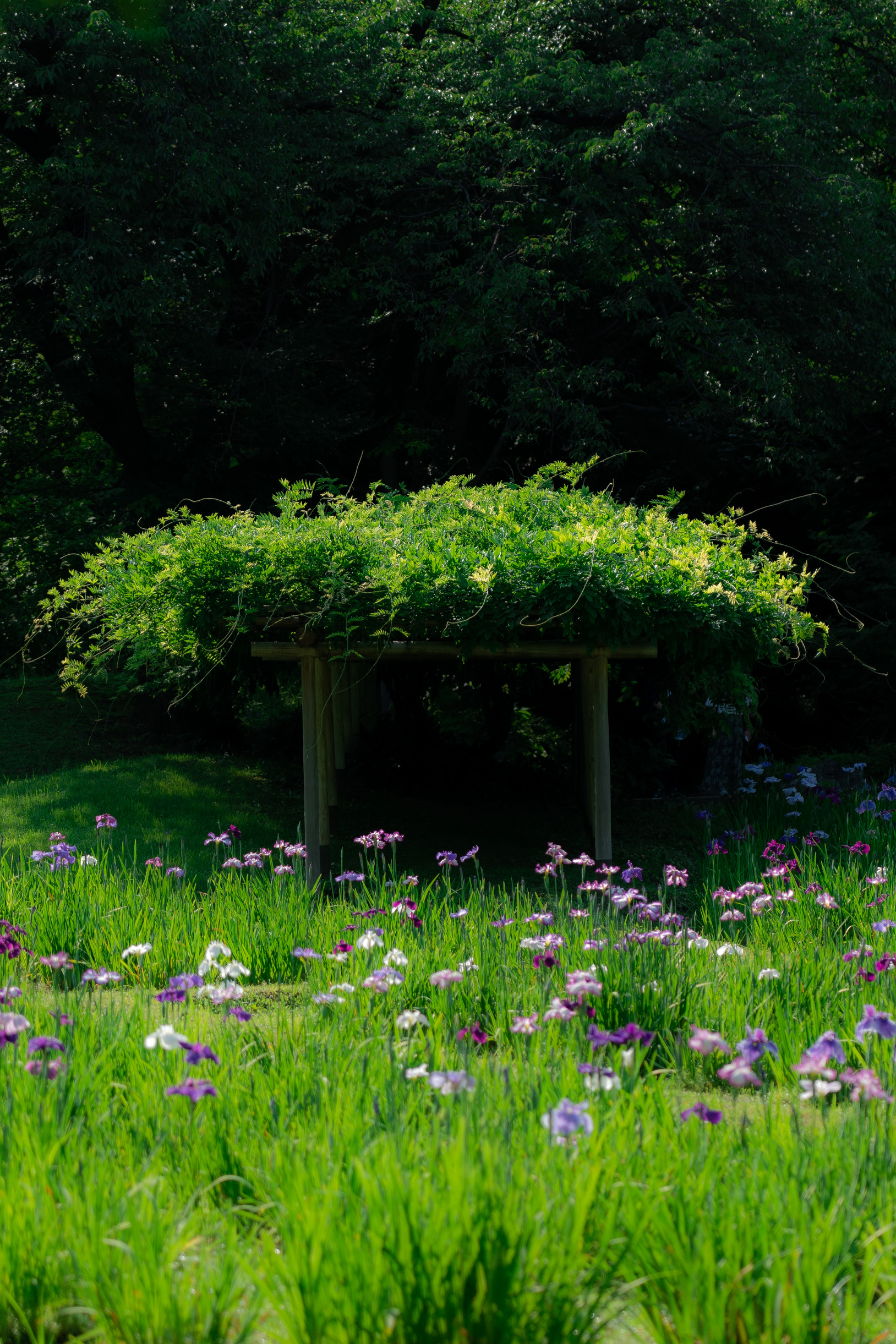 The Beginner's Guide to Forest Bathing | Travel | Metropolis Japan